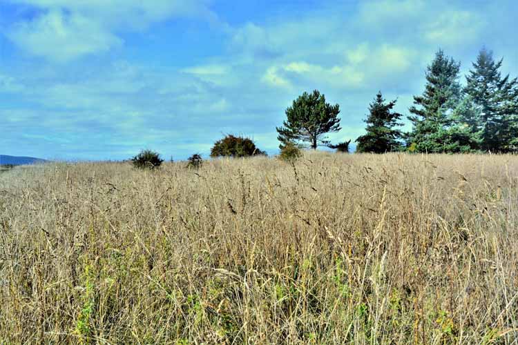 pasture